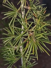 Cedrus deodara