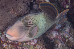 Pseudobalistes flavimarginatus