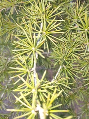 Cedrus deodara