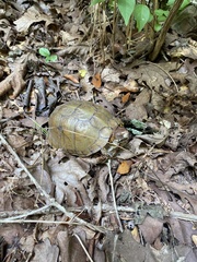 Terrapene carolina triunguis