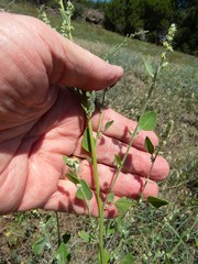 Chenopodium fremontii