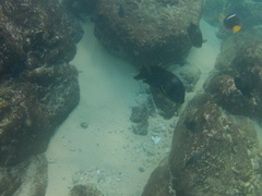 Microspathodon bairdii