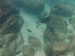 Microspathodon bairdii