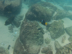 Microspathodon bairdii