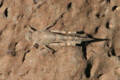 Sphingonotus picteti