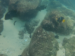 Microspathodon bairdii