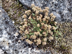 Mononeuria groenlandica