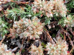 Mononeuria groenlandica