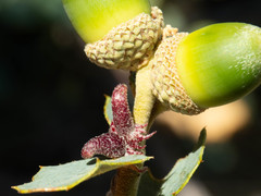 Disholcaspis pedunculoides