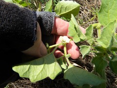 Physalis neomexicana