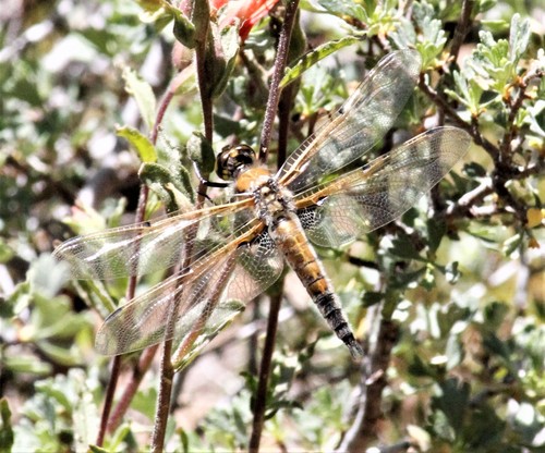 iNaturalist observation photo of Four-spotted Skimmer