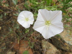 Convolvulus capensis