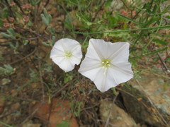 Convolvulus capensis