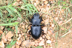 Pasimachus californicus