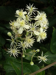 Clematis vitalba