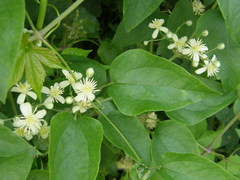 Clematis vitalba