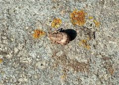 Pseudocneorhinus obesus