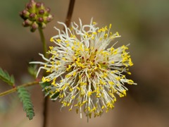 Desmanthus cooleyi