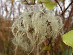 Clematis vitalba