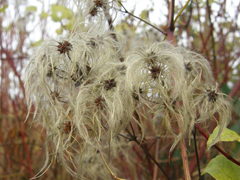Clematis vitalba