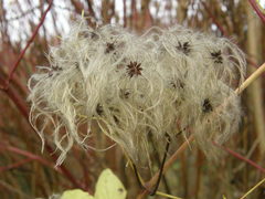 Clematis vitalba