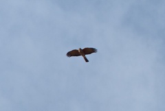 Accipiter striatus erythronemius