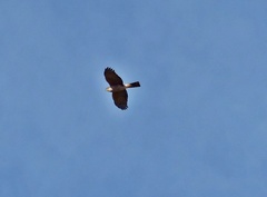 Accipiter striatus erythronemius