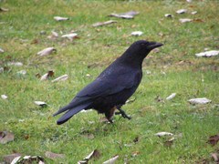 Corvus corone