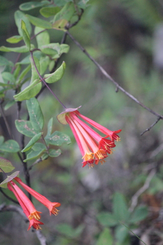 Lonicera pilosa (Lonicera pilosa)