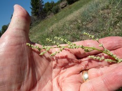 Chenopodium fremontii