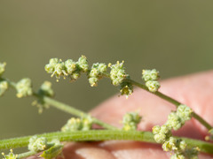Chenopodium fremontii