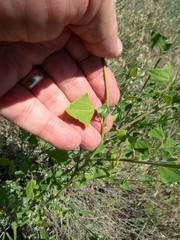 Chenopodium fremontii