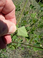 Chenopodium fremontii