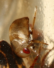 Neoplea striola