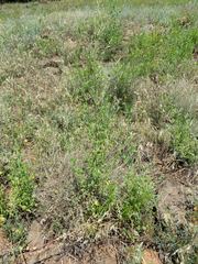 Chenopodium fremontii