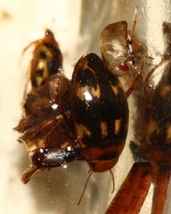 Neoplea striola