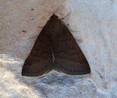 Argyrostrotis deleta