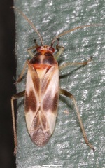 Orthotylus