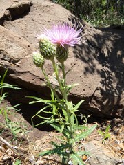 Cirsium wheeleri
