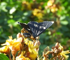 Melanchroia vazquezae