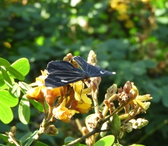 Melanchroia vazquezae