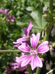 Malva sylvestris