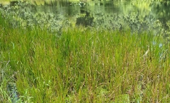 Eleocharis quadrangulata