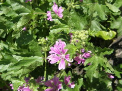 Malva sylvestris