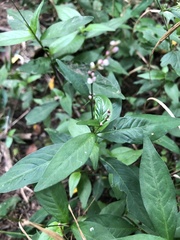 Persicaria cespitosa