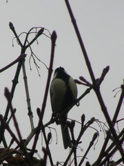 Parus major