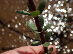Hippuris tetraphylla