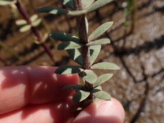 Hippuris tetraphylla