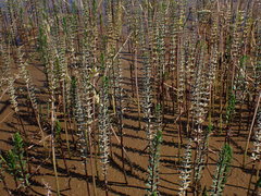 Hippuris tetraphylla