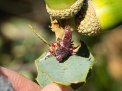 Disholcaspis pedunculoides